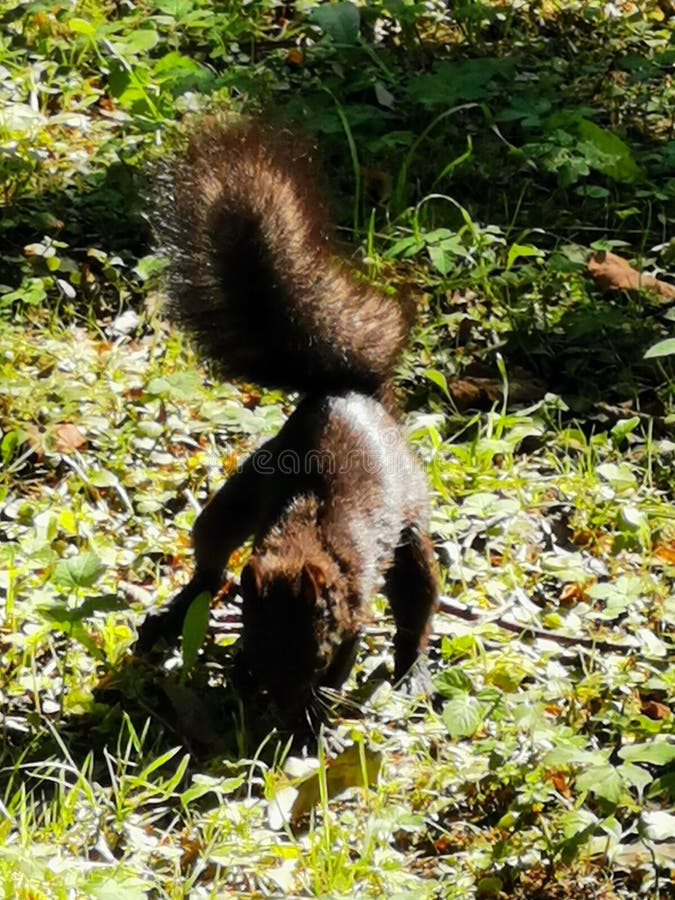 A Black Squirrel with a Fluffy Tail is Digging in the Ground, Burying a