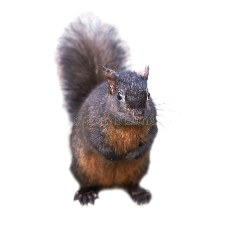 Black squirrel