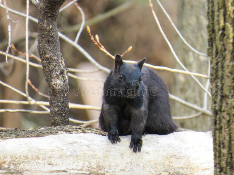 Black squirrel wondering if I have peanuts or not