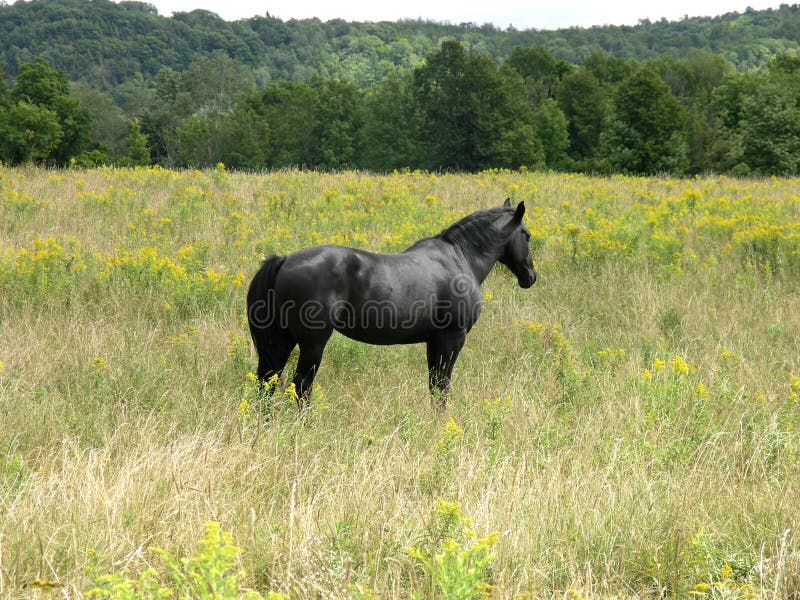 Black Stallion Picture. Image 1325600