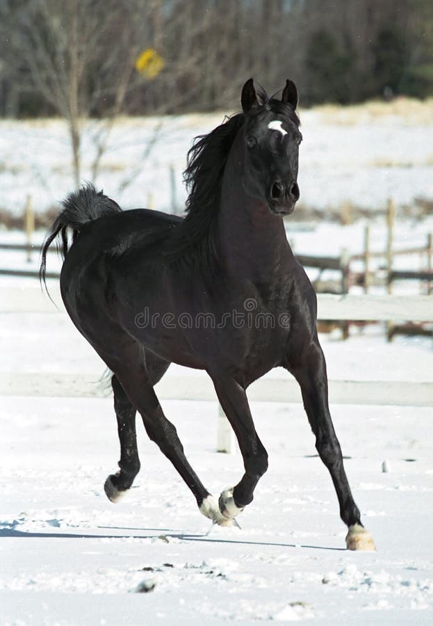 A Stallion romps around in the snow in North Carolina. A stallion is a male horse that has not been castrated. Stallions will follow the conformation and phenotype of their breed, but within that standard, the presence of hormones such as testosterone may give stallions a thicker, cresty neck as well as a somewhat more muscular physique as compared to female horses, known as mares, and castrat. A Stallion romps around in the snow in North Carolina. A stallion is a male horse that has not been castrated. Stallions will follow the conformation and phenotype of their breed, but within that standard, the presence of hormones such as testosterone may give stallions a thicker, cresty neck as well as a somewhat more muscular physique as compared to female horses, known as mares, and castrat