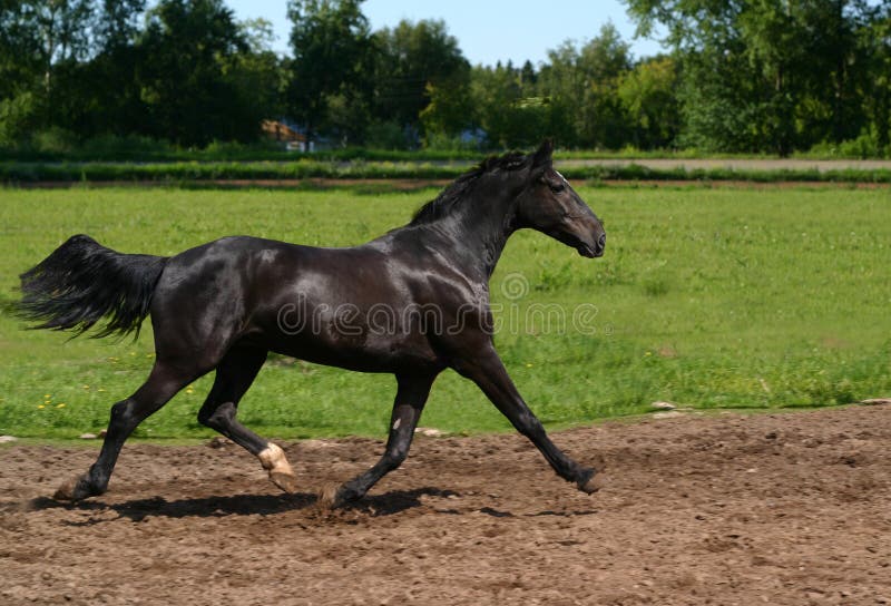 Black stallion on the move