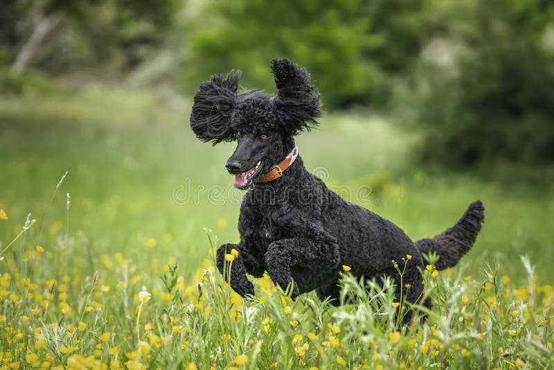 Black Standard Poodle leaping like a crazy horse with ears up in a meadow of yellow flowers in the summer