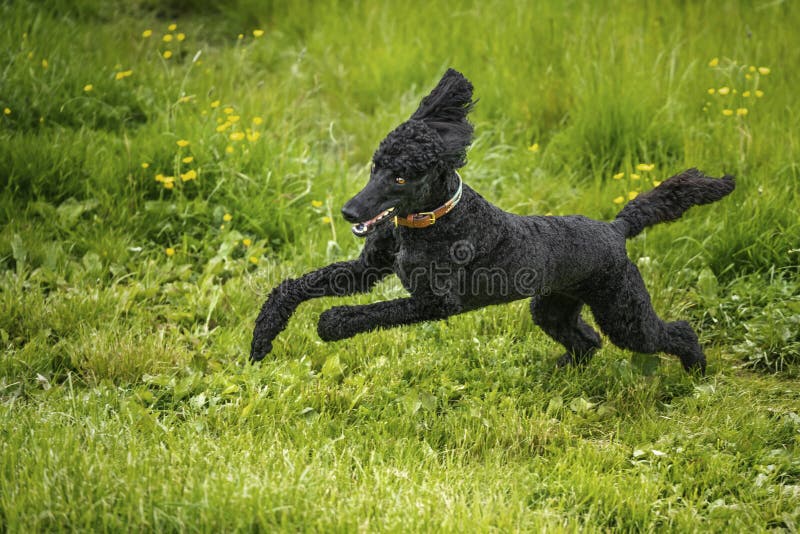 Black Standard Poodle leaping like a crazy horse with ears up in a meadow of yellow flowers in the summer. Black Standard Poodle leaping like a crazy horse with ears up in a meadow of yellow flowers in the summer