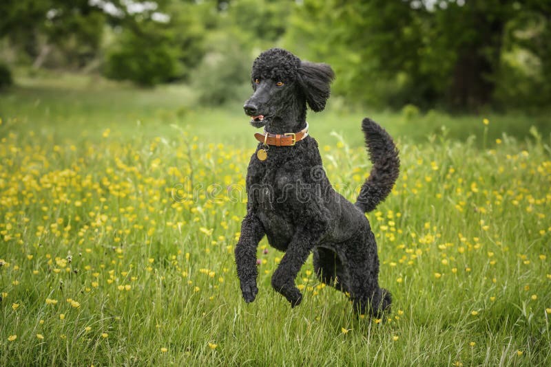 Black Standard Poodle leaping like a crazy horse in a meadow of yellow flowers in the summer