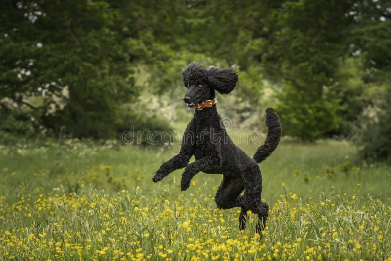 Black Standard Poodle leaping like a crazy horse in a meadow of yellow flowers. In the summer