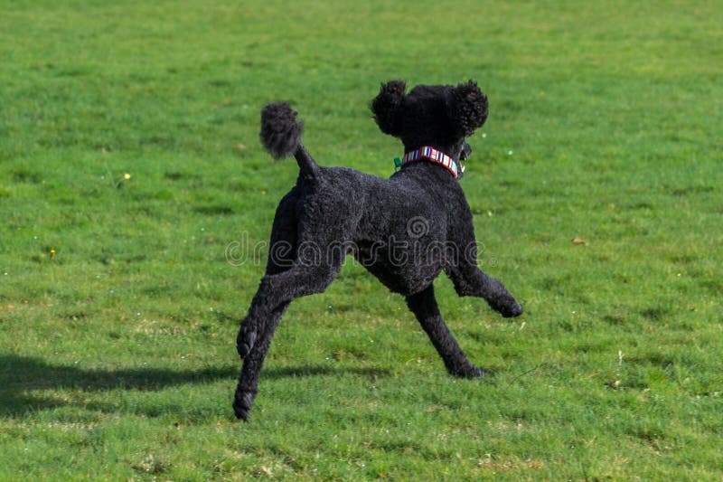 224 Standard Poodle Collar Stock Photos Free & RoyaltyFree Stock