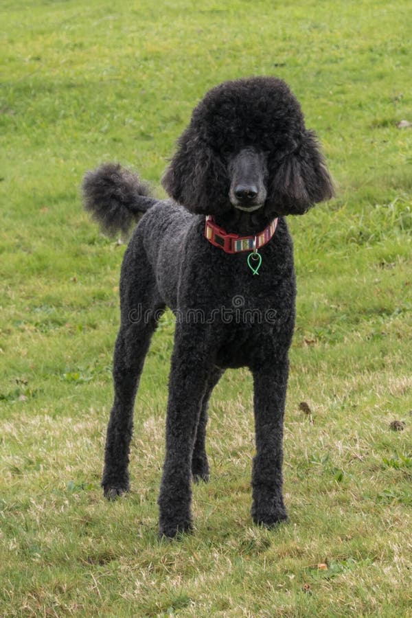 224 Standard Poodle Collar Stock Photos Free & RoyaltyFree Stock
