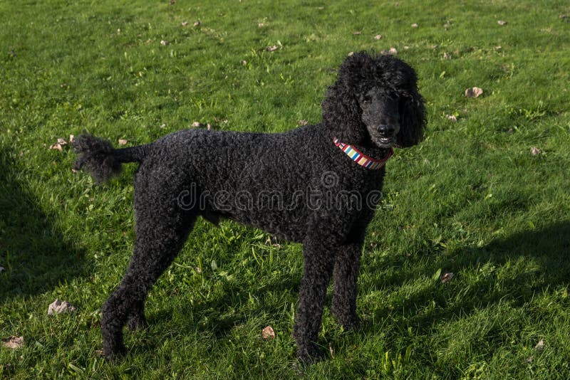224 Standard Poodle Collar Stock Photos Free & RoyaltyFree Stock