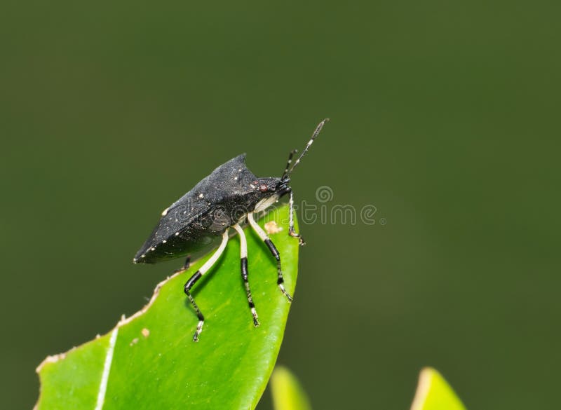 Black Stink Bug Proxys Punctulatus on a Leaf in Houston, TX. Stock