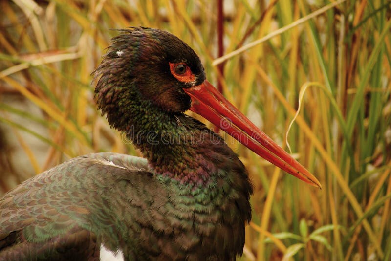 Black stork