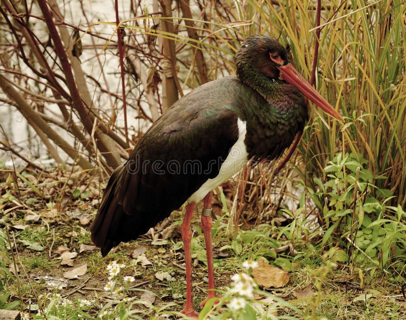 Black Stork