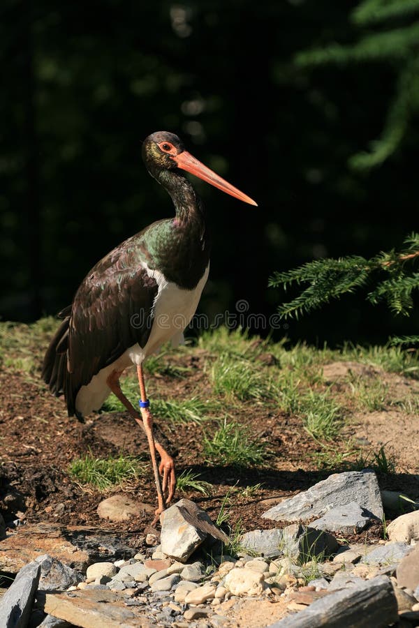 Black stork