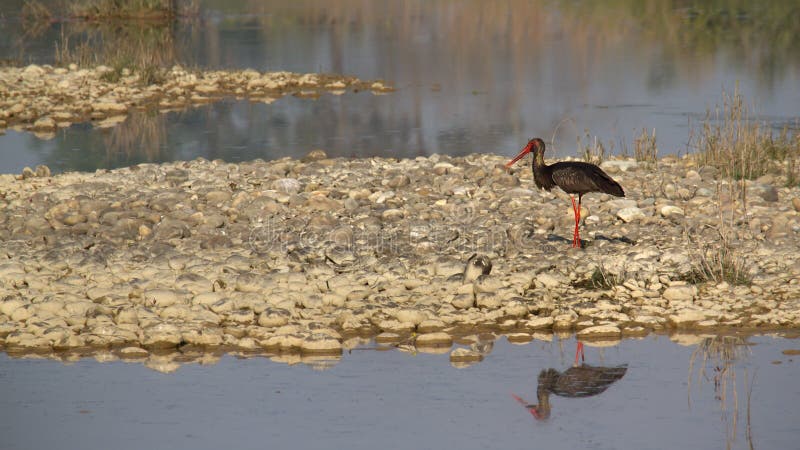 Ciconia nigra, Black stork bird at Bardia National park, Nepal