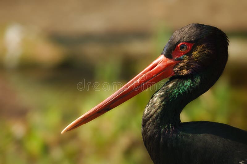 The Black Stork (Ciconia nigra) is a large wading bird in the stork family Ciconiidae. It is a strong migrant, wintering in tropical Africa.