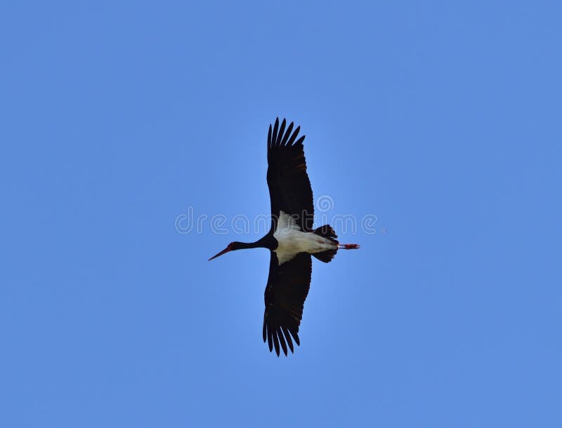 The adult black stork has mainly black plumage, with white underparts, long red legs and a long pointed red beak. The adult black stork has mainly black plumage, with white underparts, long red legs and a long pointed red beak.