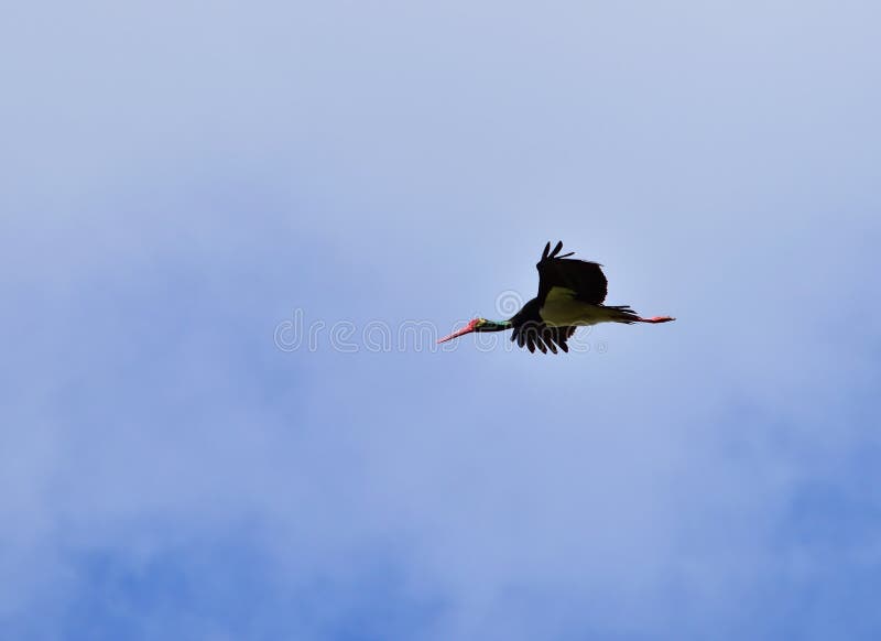 The adult black stork has mainly black plumage, with white underparts, long red legs and a long pointed red beak. The adult black stork has mainly black plumage, with white underparts, long red legs and a long pointed red beak.