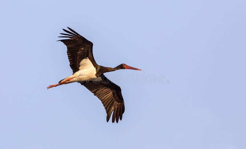 Black Stork in Flight