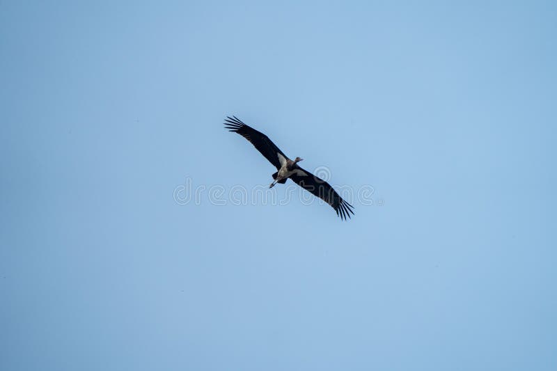 Black stork soaring in clear blue sky, low angle shot. Black stork soaring in clear blue sky, low angle shot