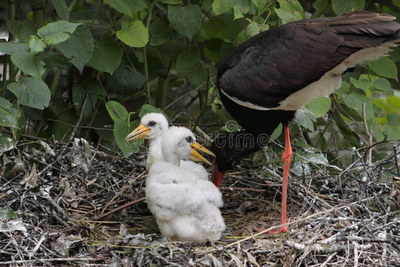 Black storks in nest.