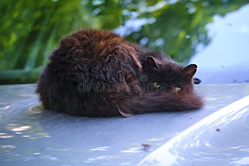 Black Stray Cat is Sleeping on a White Car Hood. Color Stock Image Image of look, adorable