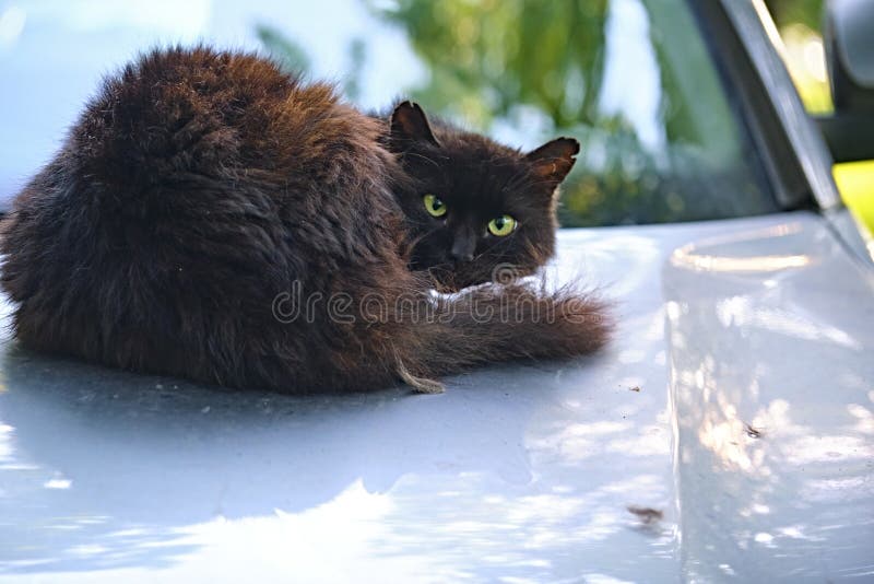 158 Black Cat Car Hood Stock Photos Free & RoyaltyFree Stock Photos from Dreamstime