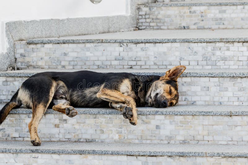 Why Does My Dog Sleep On The Stairs