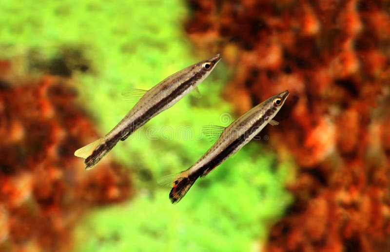 white fish with black stripes