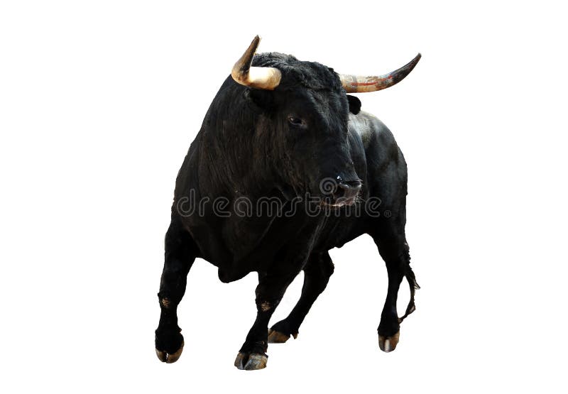 A Black Bull with Big Horns Stock Image Image of animal, furious