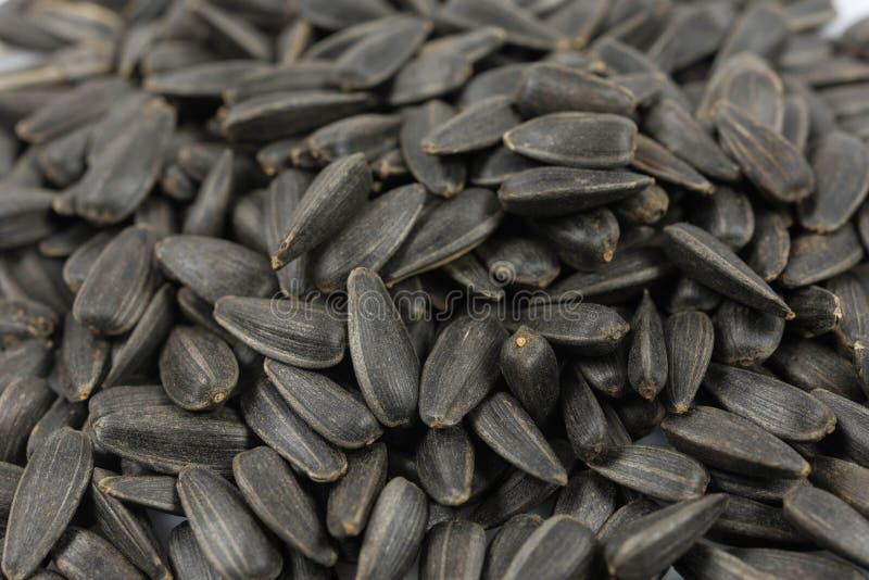 Black sunflower seeds stock image. Image of detail, macro 107842547