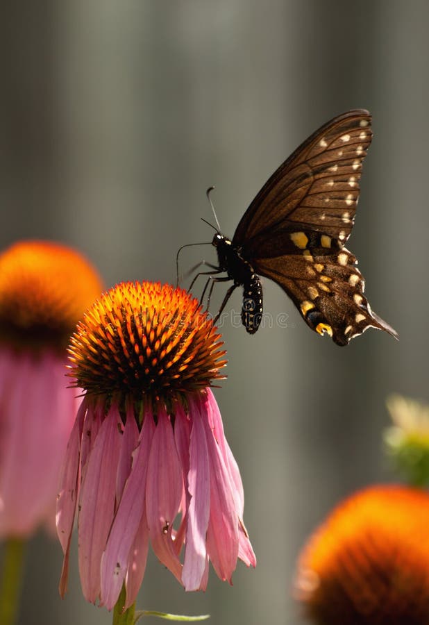 Black swallowtail butterfly stock photography Black swallowtail butterfly stock photography