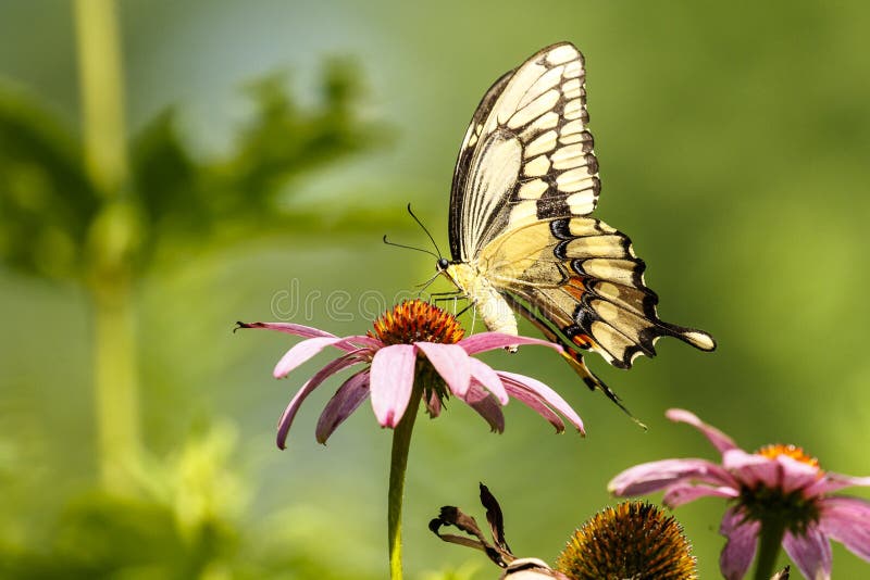 Lincoln Memorial Gardens Stock Photos Download 28 Royalty Free