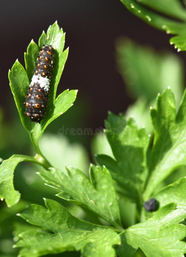 170+ Yellow black caterpillar Free Stock Photos StockFreeImages