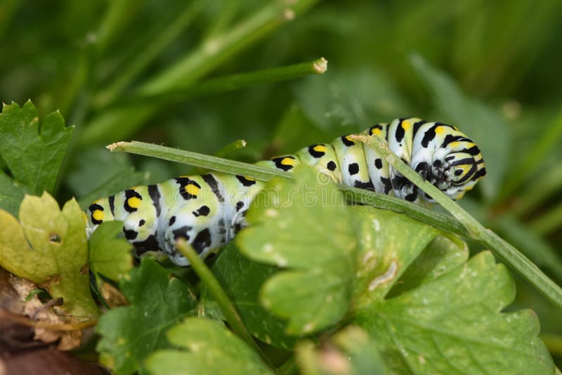 Black Swallowtail Caterpillar - Butterfly larva, also called a Parsley worm. royalty free stock photo Black Swallowtail Caterpillar - Butterfly larva, also called a Parsley worm. royalty free stock photo