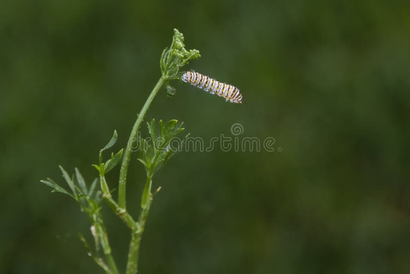 Black Swallowtail Caterpillar Feeds on Dill Plant Stock Image Image