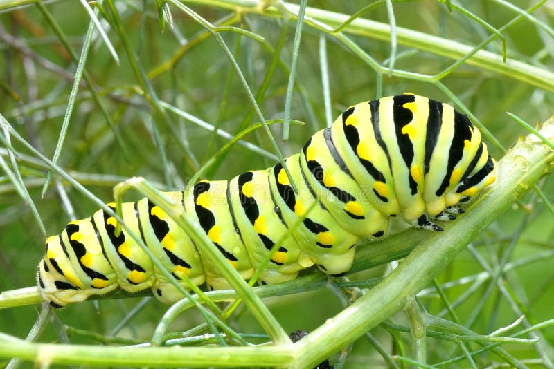 Black Swallowtail Caterpillar, Papilio Polyxenes Stock Image Image of