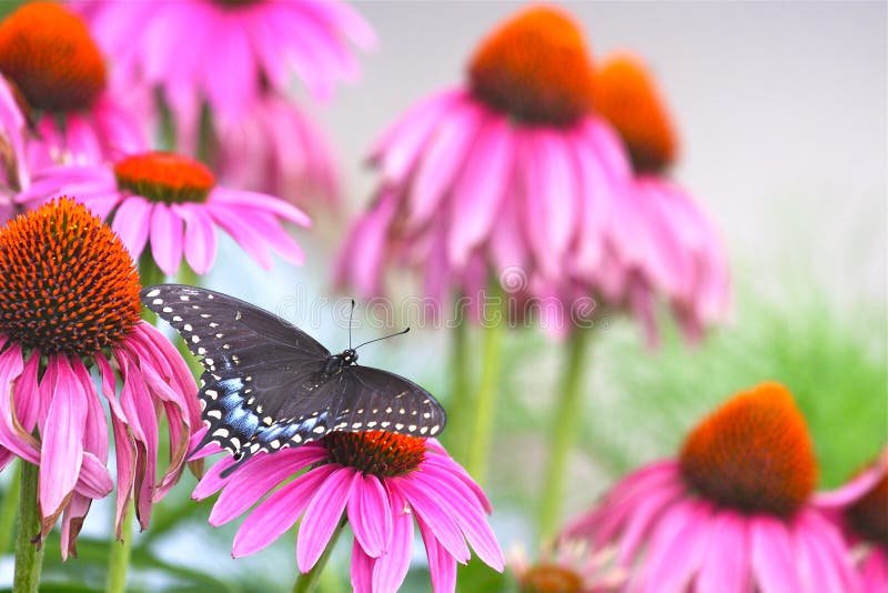 American Black Swallowtail (Papilio polyxenes) Butterfly among purple Echinacea flower blossoms. American Black Swallowtail (Papilio polyxenes) Butterfly among purple Echinacea flower blossoms.