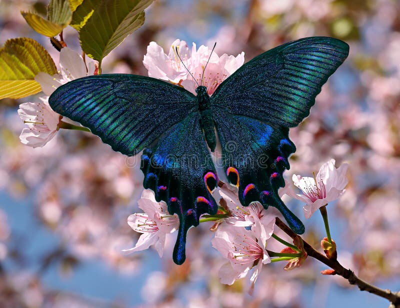 Black swallowtail or papilio maackii butterfly on oriental cherry blossom s...