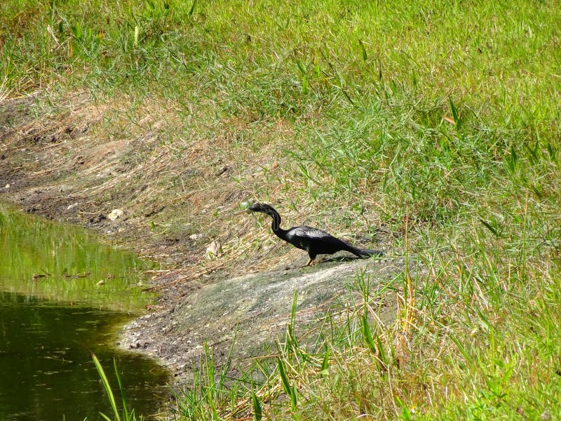 Black swamp bird on the shore royalty free stock photo