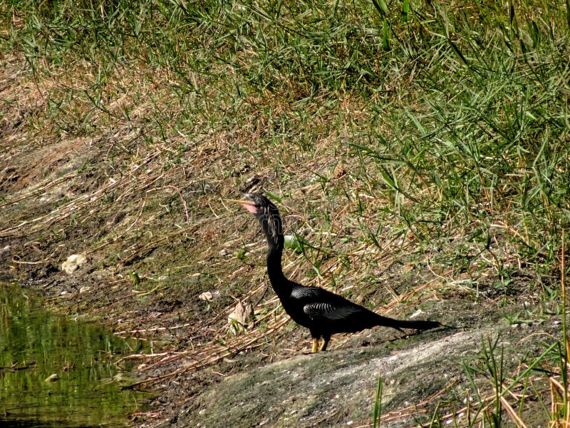 Black swamp bird on the shore royalty free stock image