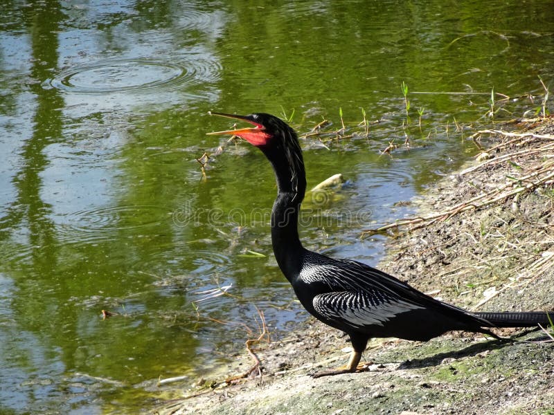 Black swamp bird on the shore stock images