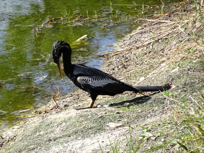 Black swamp bird on the shore royalty free stock images