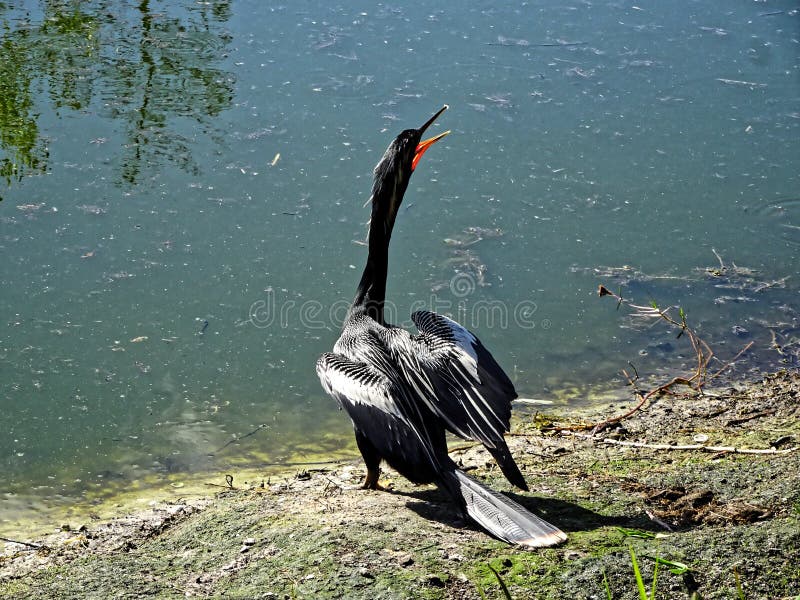 Black swamp bird on the shore stock image