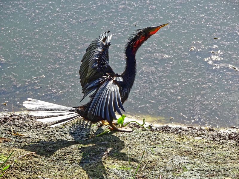Black swamp bird on the shore stock photos