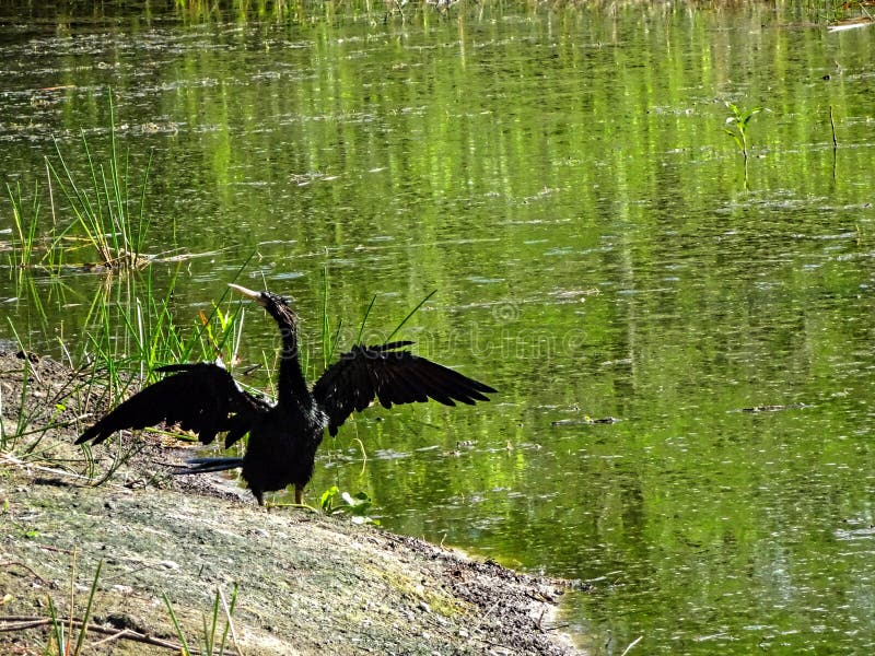 Black swamp bird on the shore royalty free stock photo