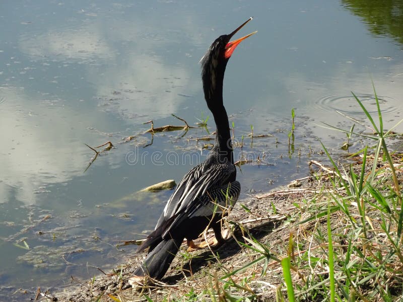 Black swamp bird on the shore stock photos