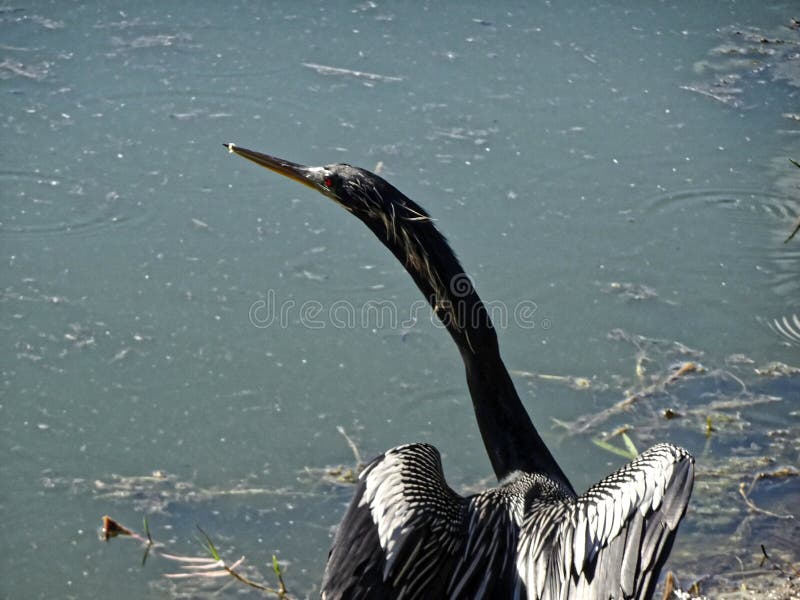 Black swamp bird on the shore royalty free stock photos