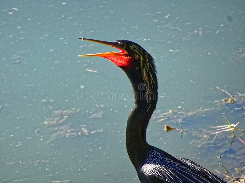 Black swamp bird on the shore stock photos