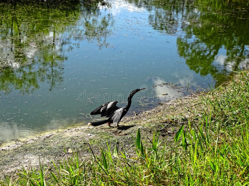 Black swamp bird on the shore royalty free stock photos