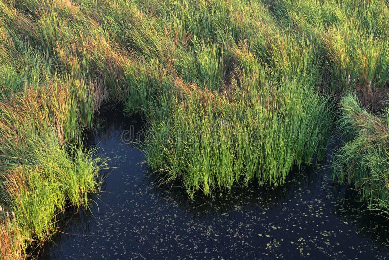 Black swamp landscape with grass royalty free stock photos